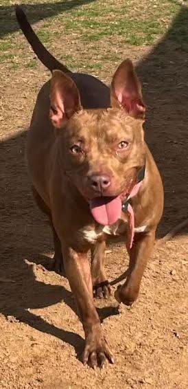 BEAR PAW, Adoptable, Adult Female Mixed Breed.