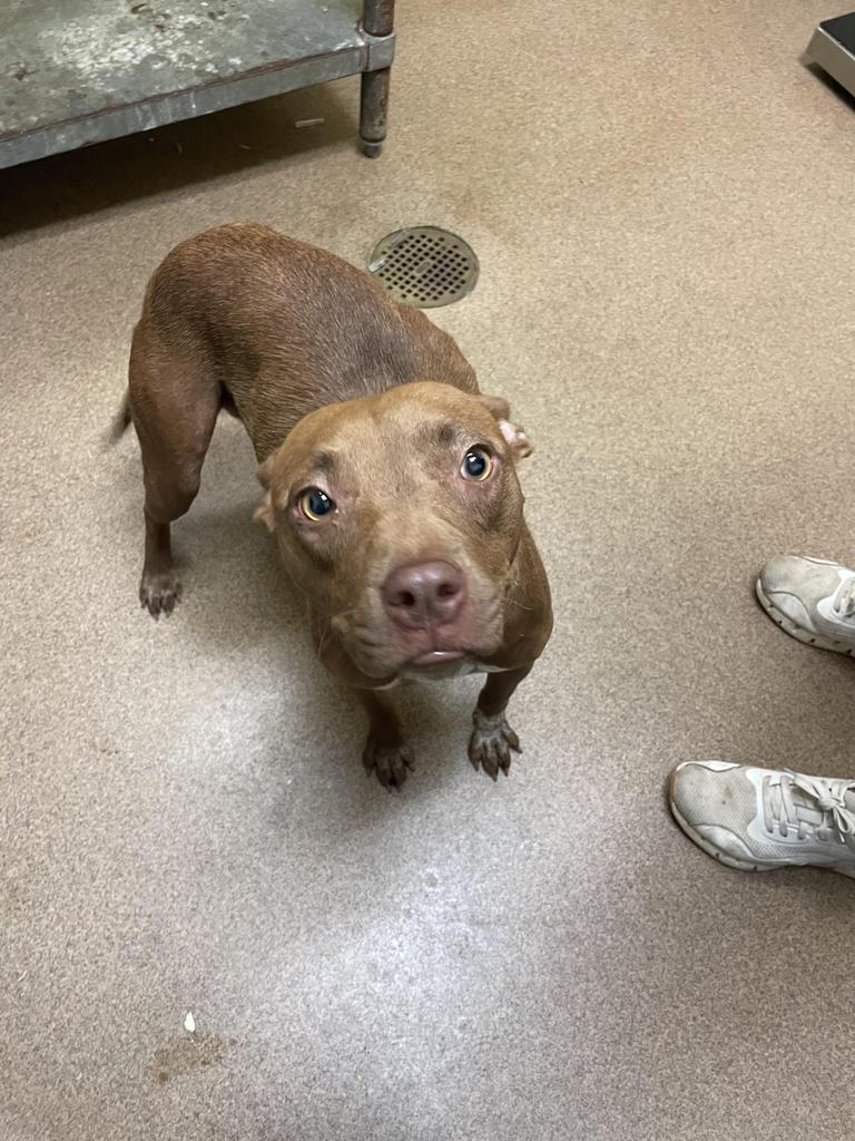 Enlarge BEAR PAW, a Adoptable mixed breed in Florence, SC image 2/6