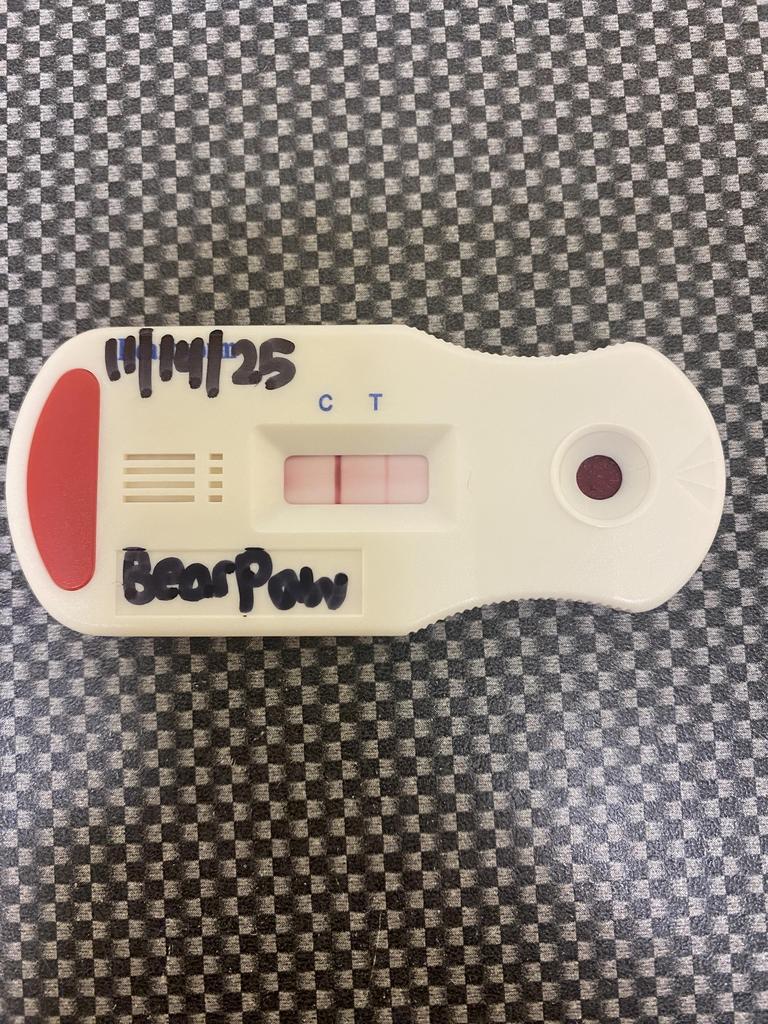 Enlarge BEAR PAW, a Adoptable mixed breed in Florence, SC image 3/6