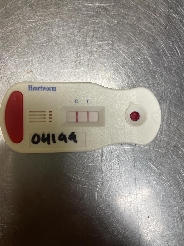 Enlarge BEAR PAW, a Adoptable mixed breed in Florence, SC image 4/6