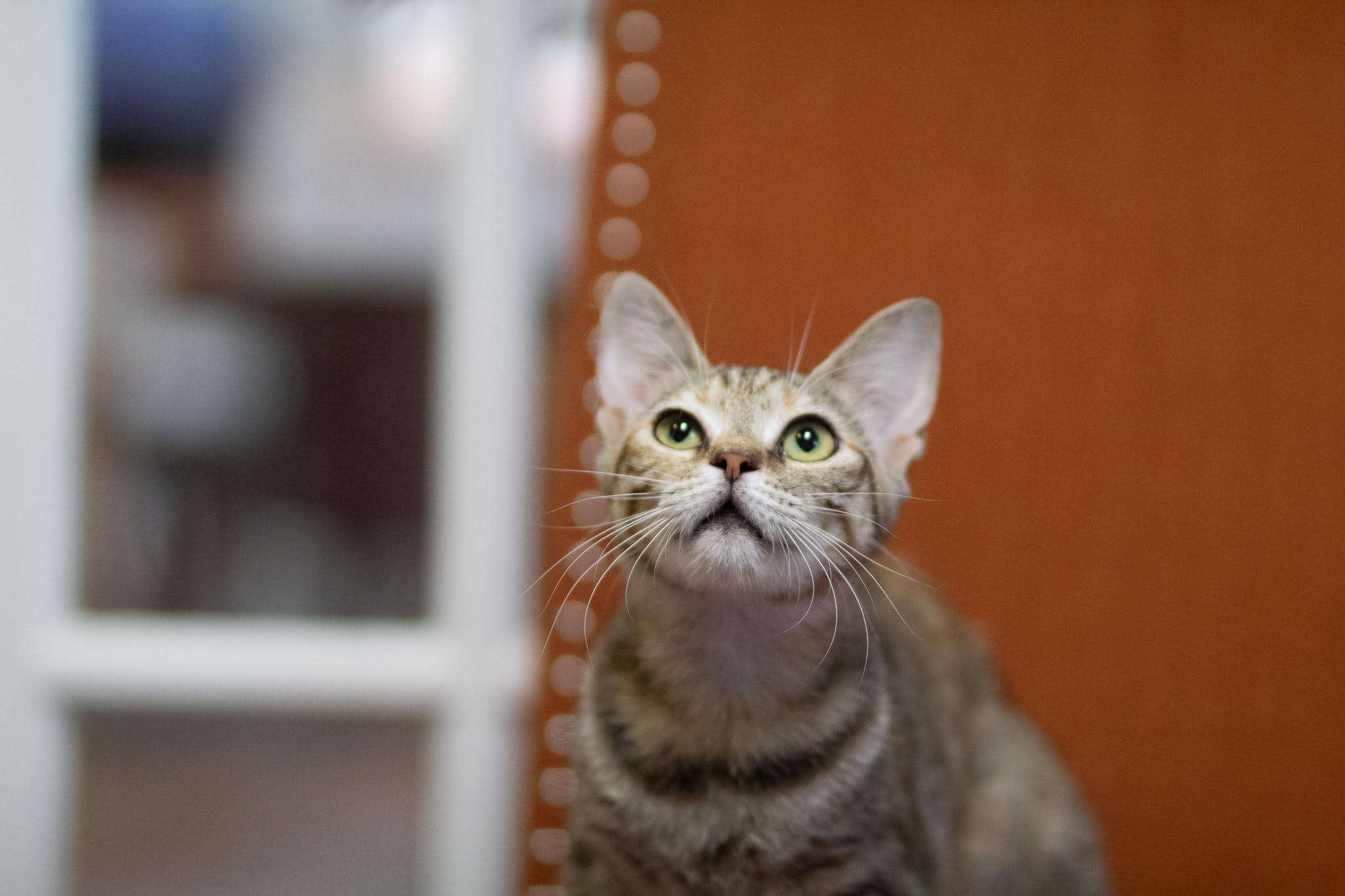 Raquel, a Adoptable Domestic Short Hair in Fort Worth, TX image 4/4