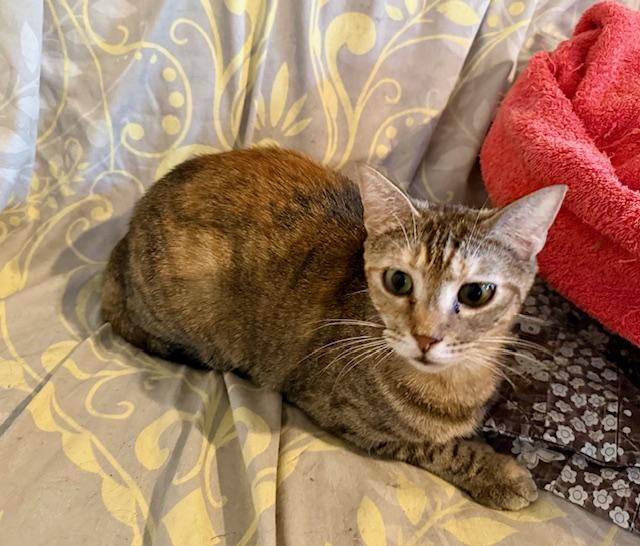 Raquel, a Adoptable Domestic Short Hair in Fort Worth, TX image 1/4