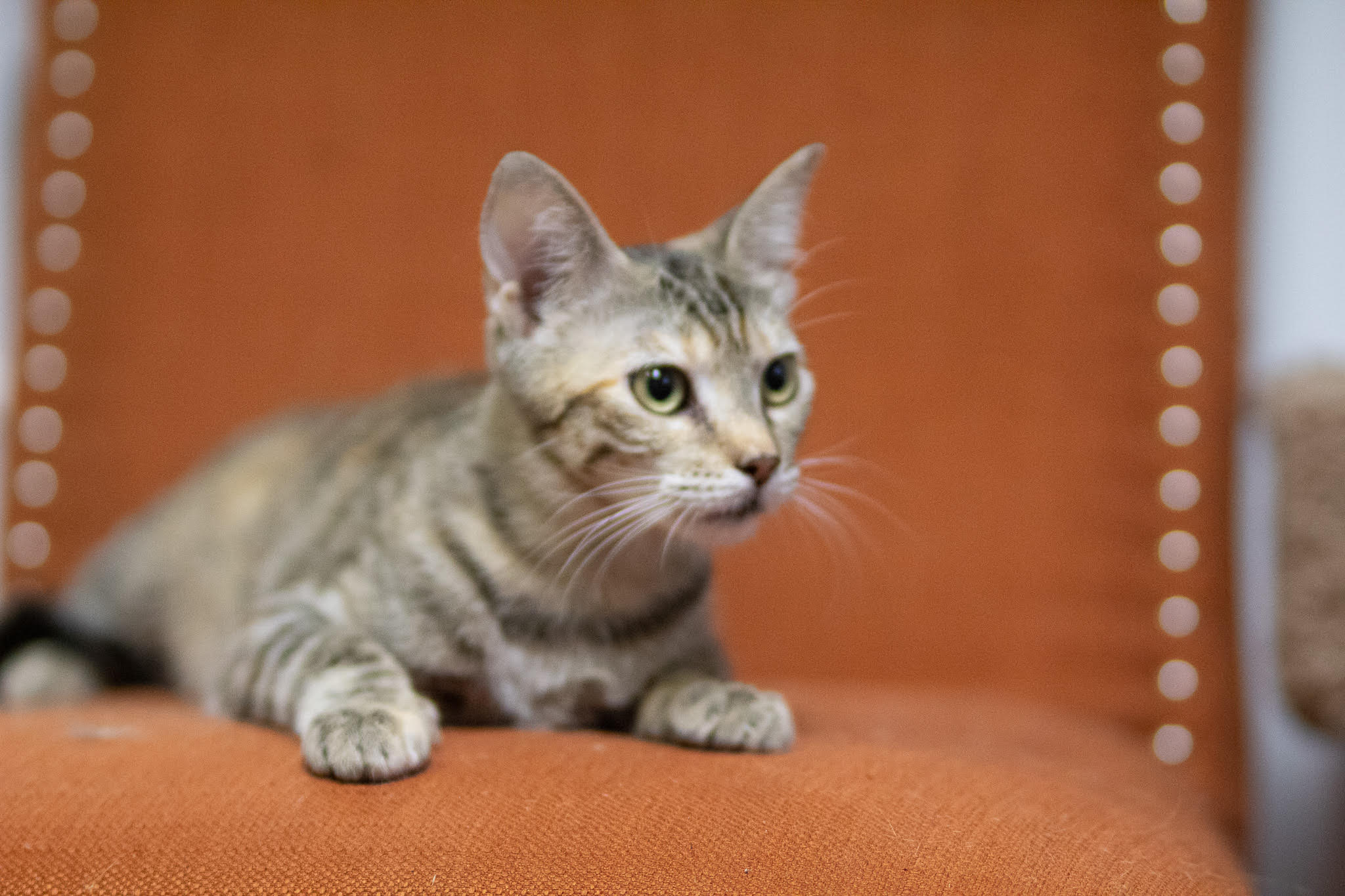 Raquel, a Adoptable Domestic Short Hair in Fort Worth, TX image 3/4