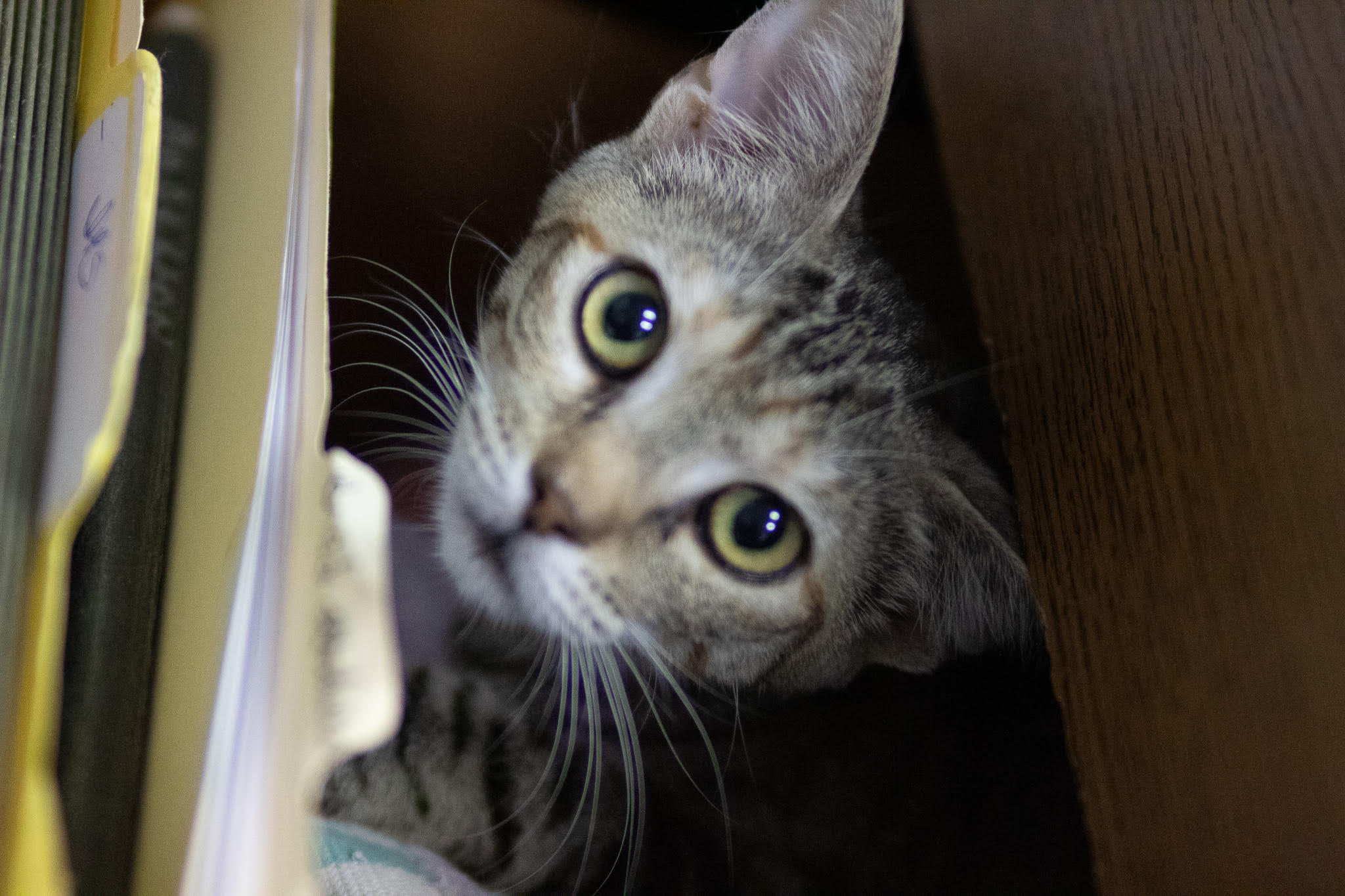 Raquel, a Adoptable Domestic Short Hair in Fort Worth, TX image 2/4