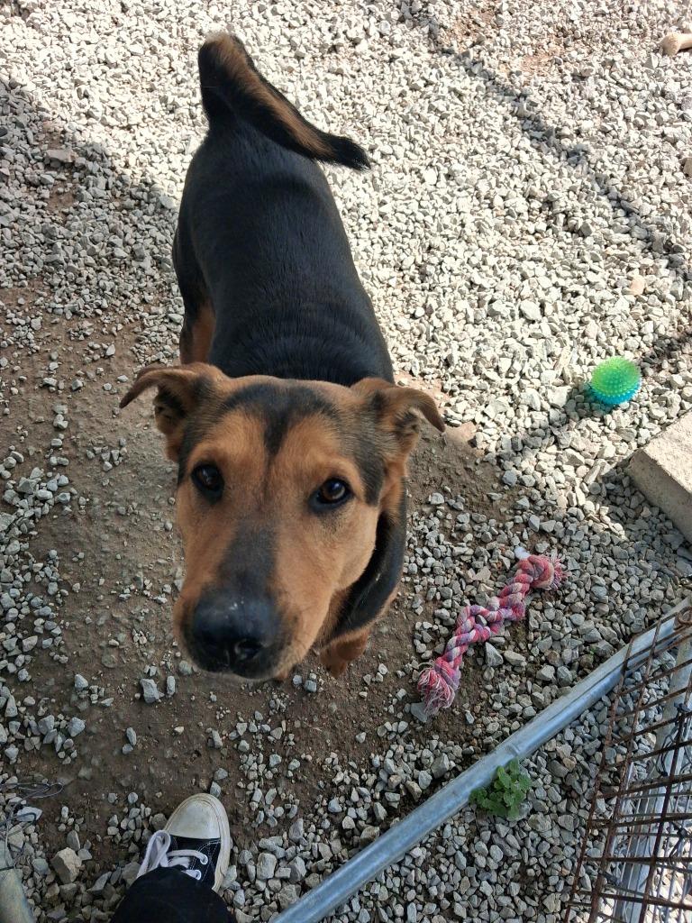 Enlarge Gunner, a Adoptable German Shepherd Dog in Camden, TN image 1/5