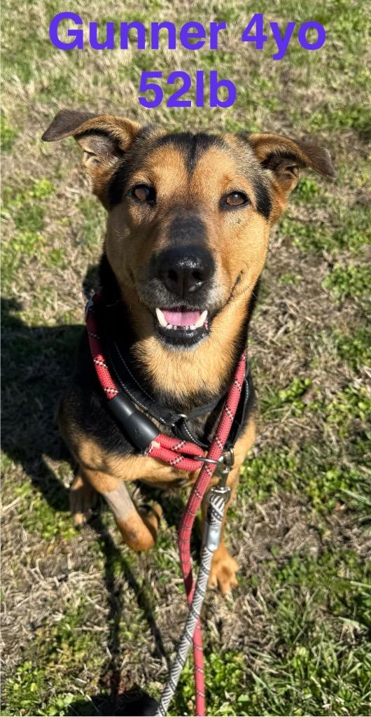 Enlarge Gunner, a Adoptable German Shepherd Dog in Camden, TN image 2/5