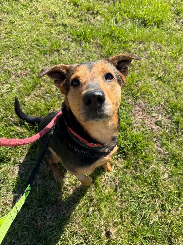 Enlarge Gunner, a Adoptable German Shepherd Dog in Camden, TN image 3/5