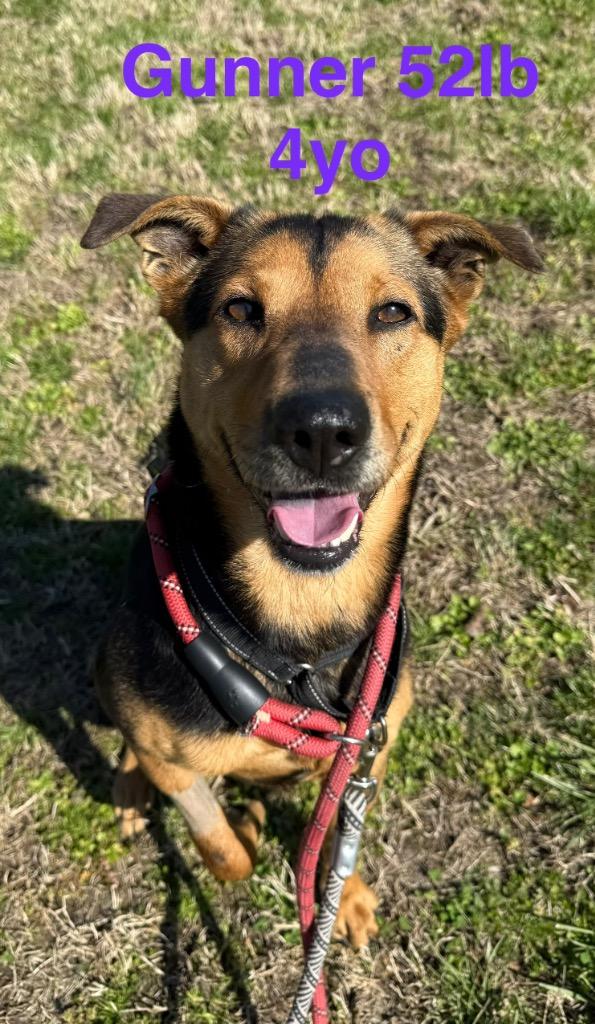 Enlarge Gunner, a Adoptable German Shepherd Dog in Camden, TN image 4/5
