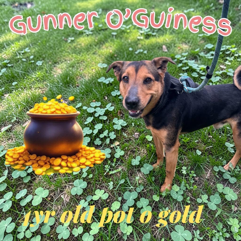 Enlarge Gunner, a Adoptable German Shepherd Dog in Camden, TN image 5/5