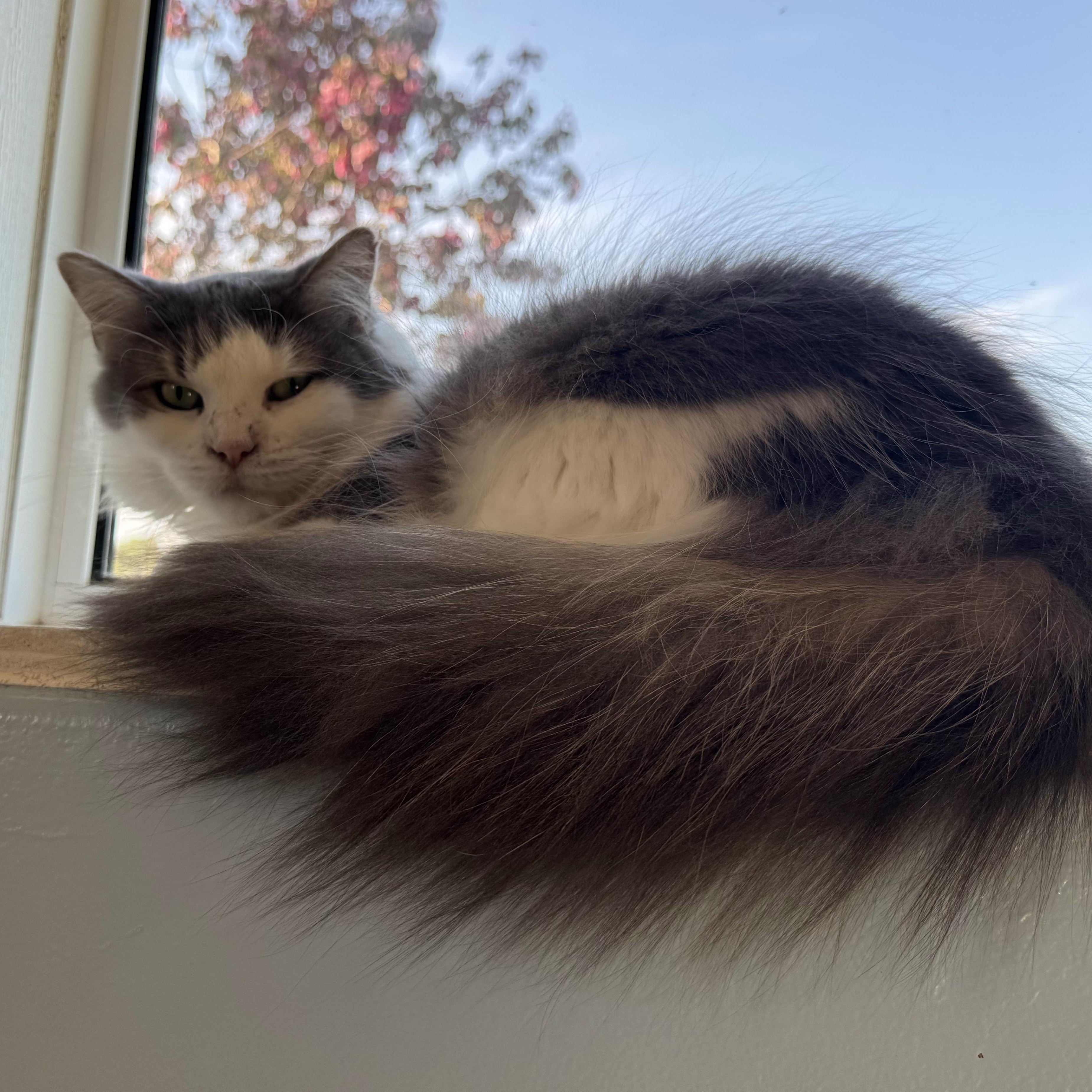 Enlarge FUZZY, a Adoptable Domestic Long Hair in La Crescent, MN image 4/6