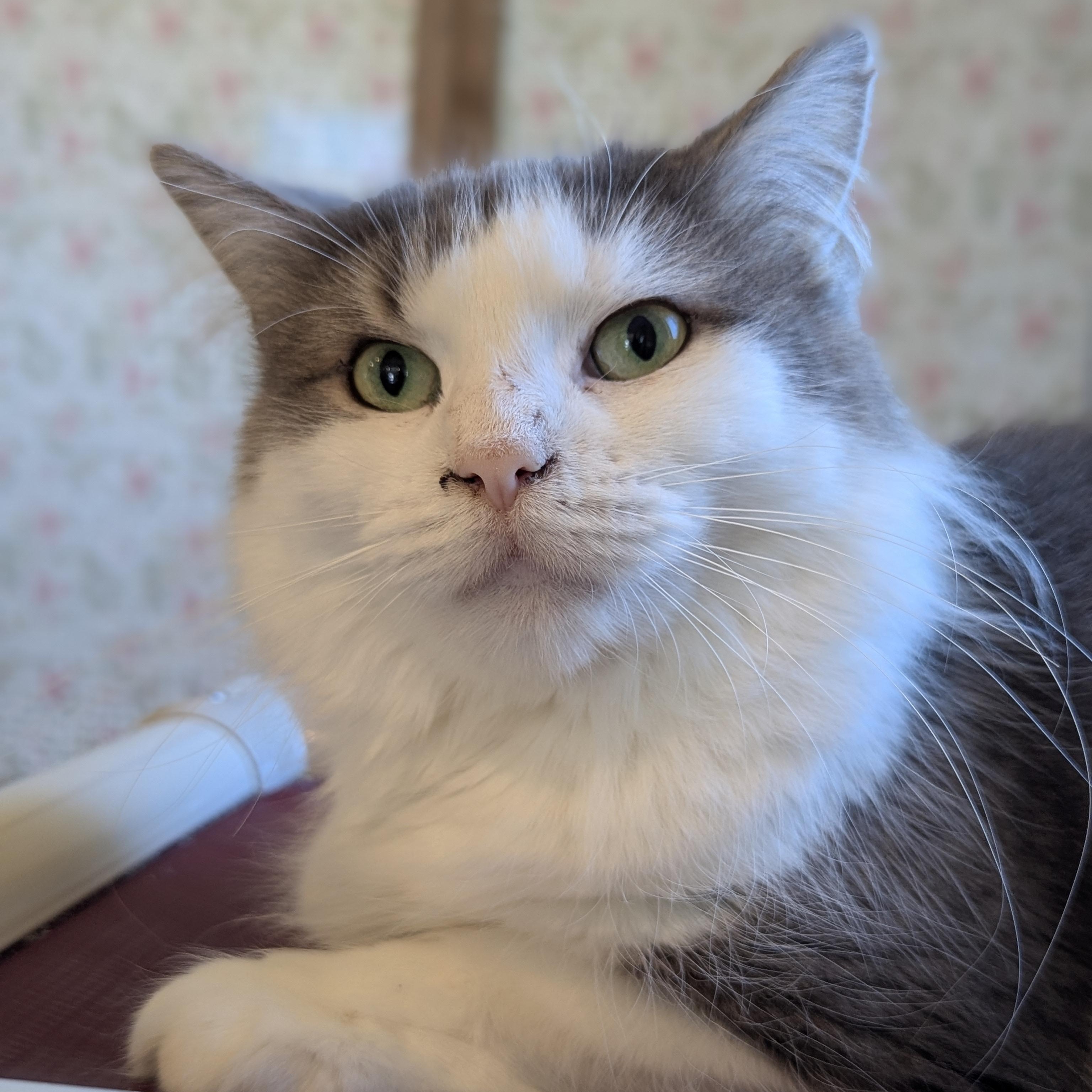 FUZZY, Adoptable, Young Female Domestic Long Hair.