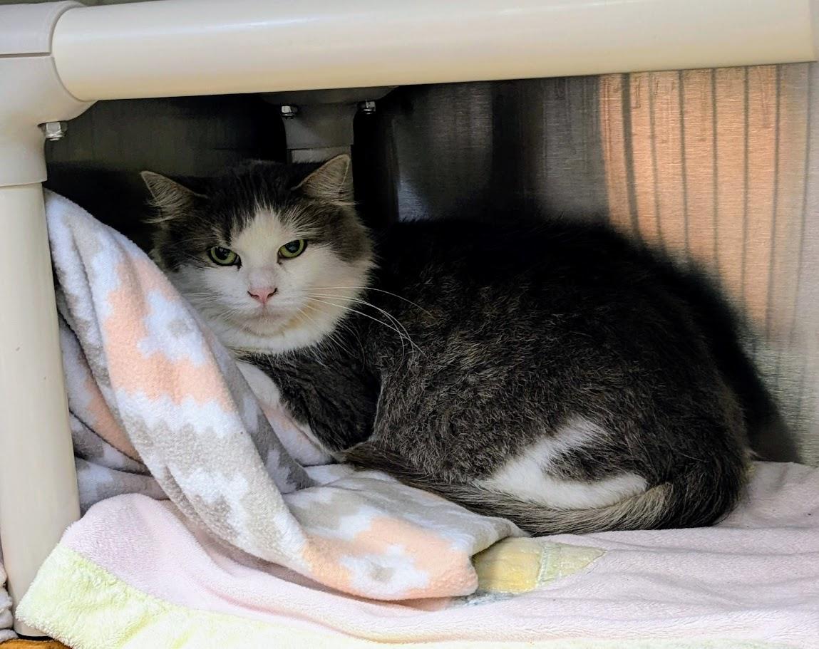 Enlarge FUZZY, a Adoptable Domestic Long Hair in La Crescent, MN image 3/3