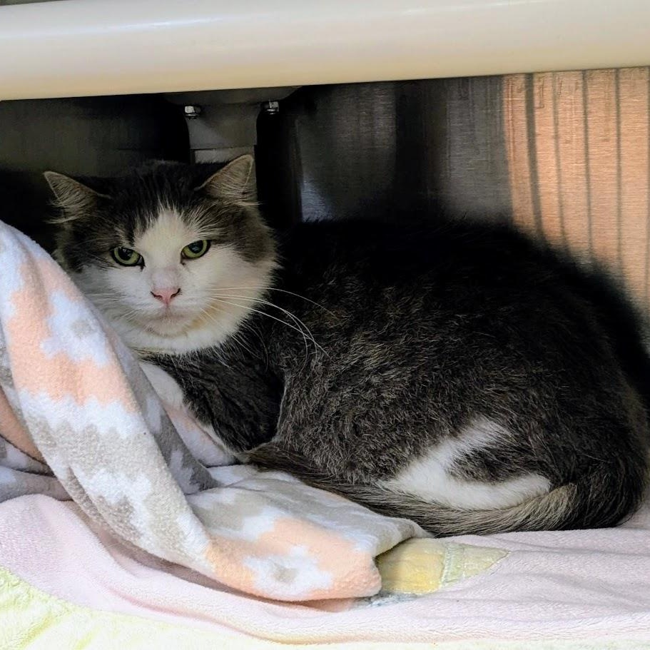 Enlarge FUZZY, a Adoptable Domestic Long Hair in La Crescent, MN image 3/4