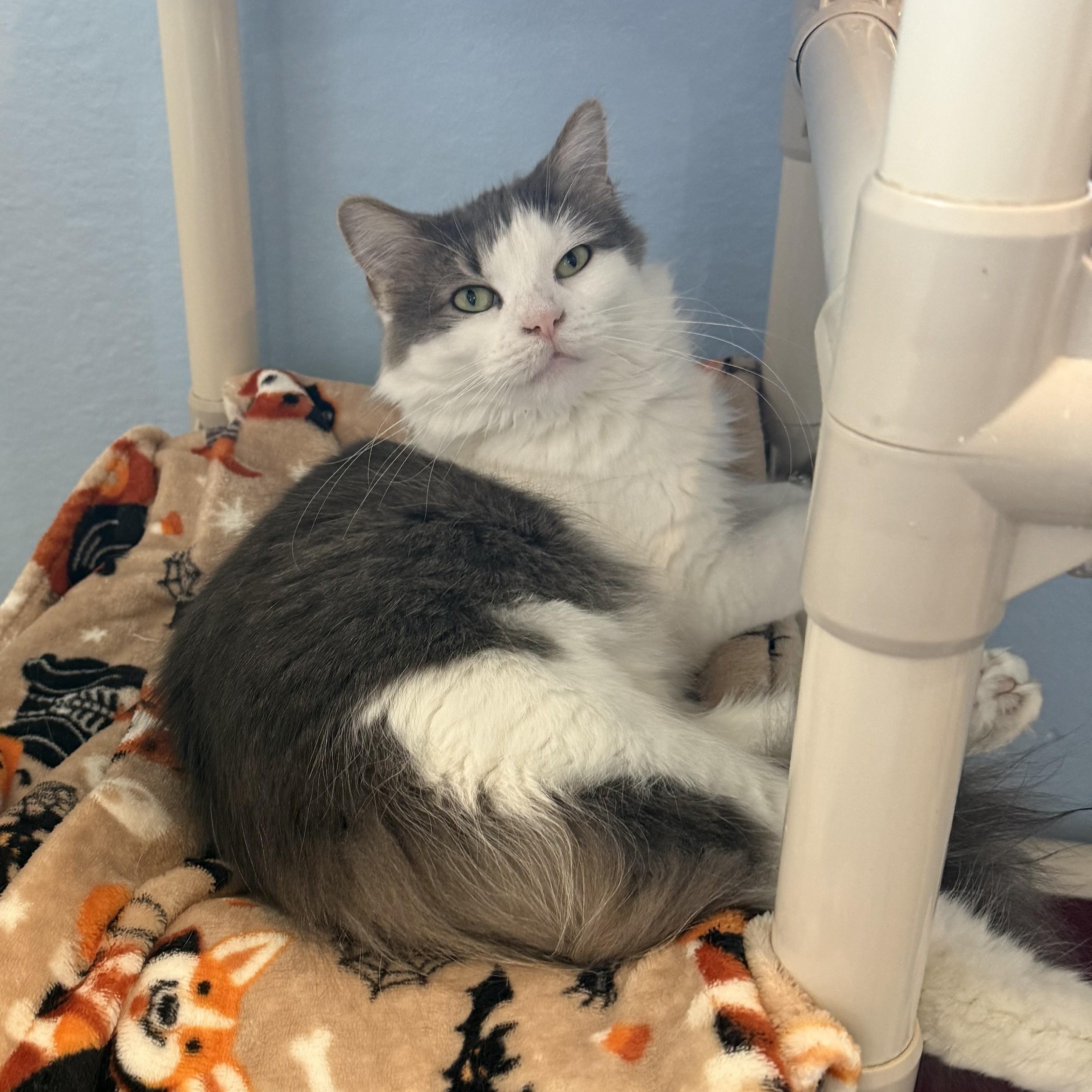 Enlarge FUZZY, a Adoptable Domestic Long Hair in La Crescent, MN image 2/6