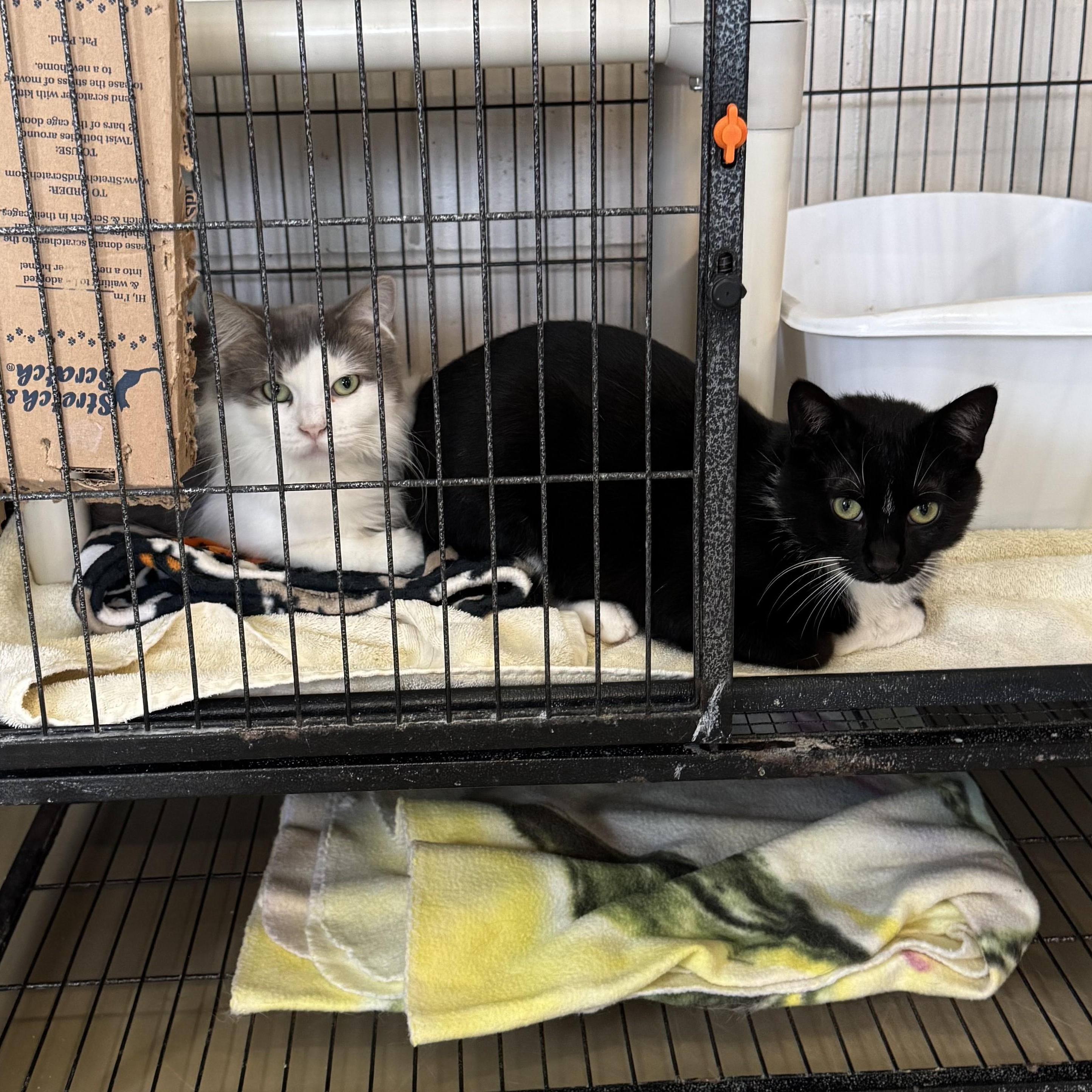 Enlarge FUZZY, a Adoptable Domestic Long Hair in La Crescent, MN image 4/4