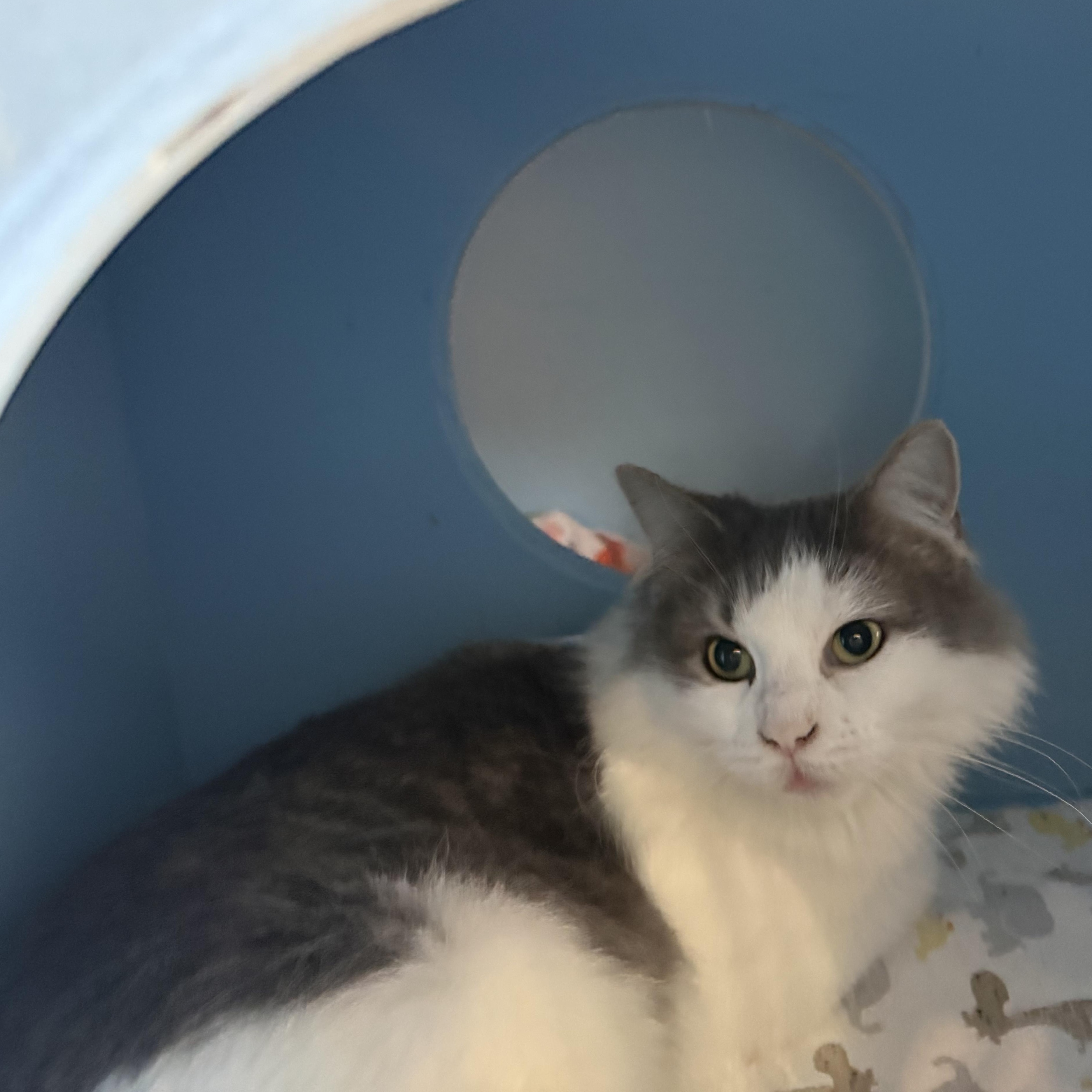 Enlarge FUZZY, a Adoptable Domestic Long Hair in La Crescent, MN image 2/3