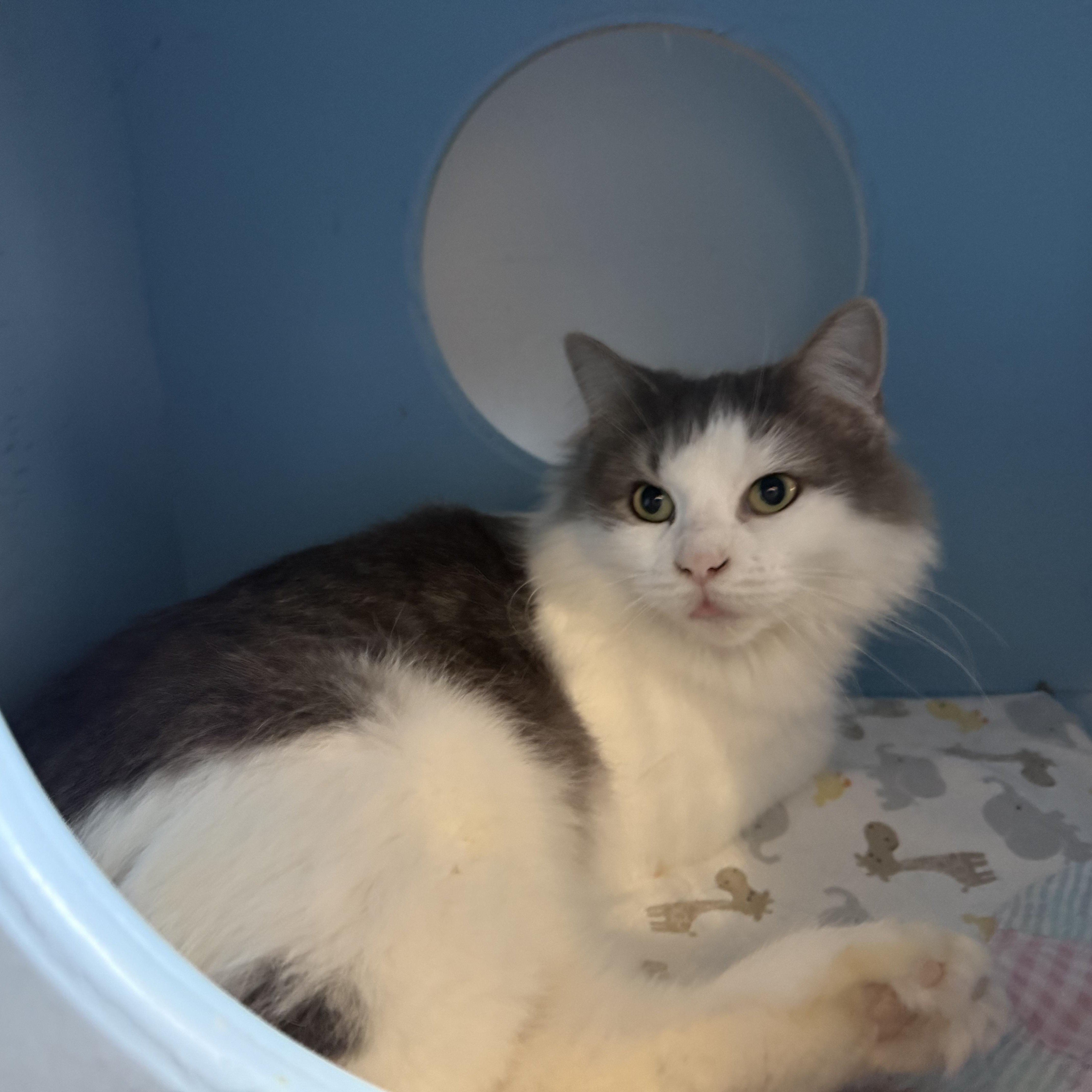 FUZZY, Adoptable, Young Female Domestic Long Hair.