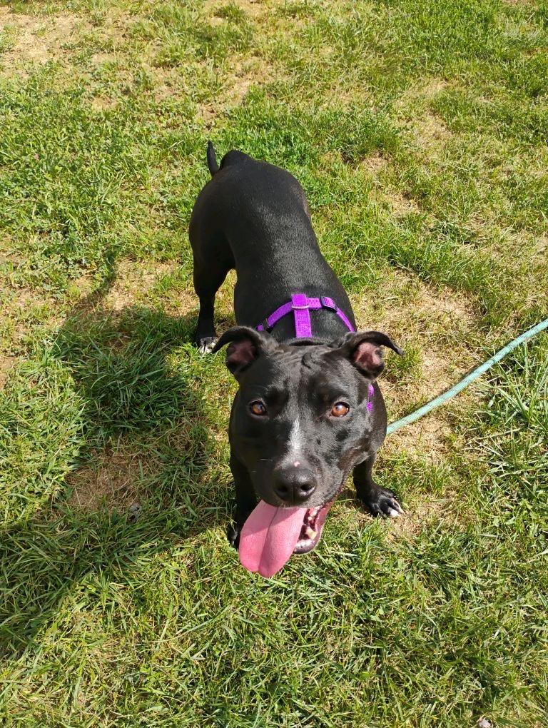 Enlarge Francis (Baby Girl), a Adoptable Mixed Breed in New Manchester, WV image 1/6