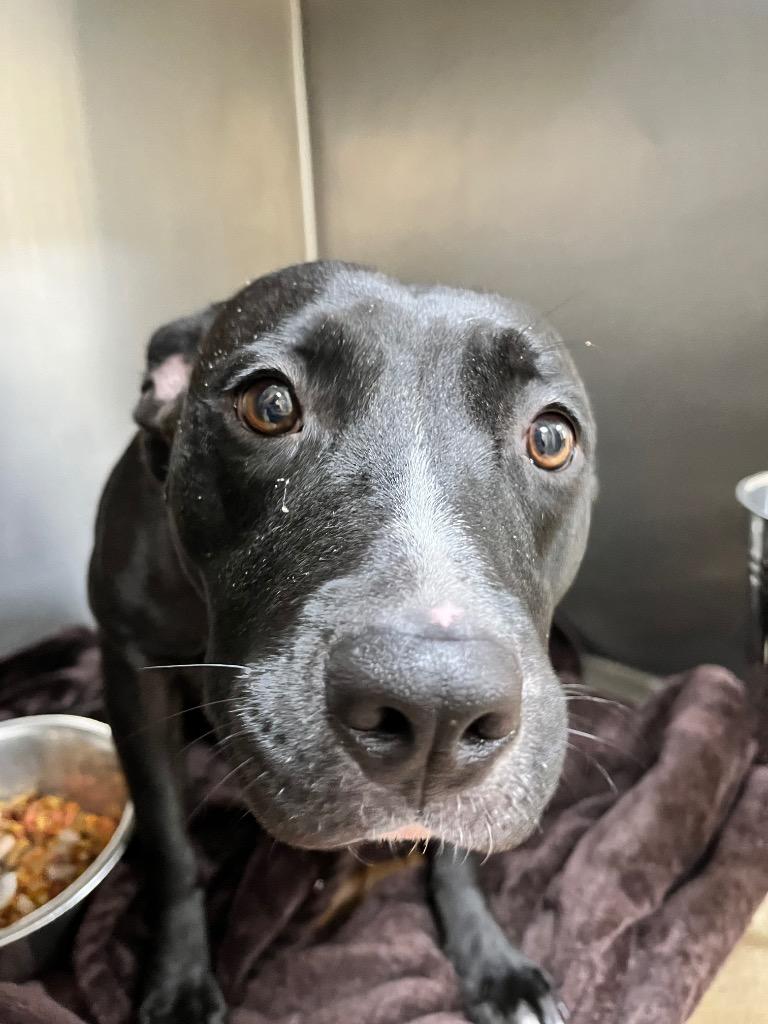 Enlarge Francis (Baby Girl), a Adoptable Mixed Breed in New Manchester, WV image 1/2