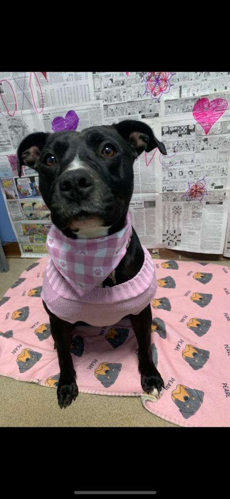 Enlarge Francis (Baby Girl), a Adoptable Mixed Breed in New Manchester, WV image 2/6