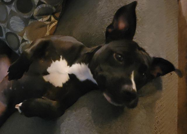 Stormy, a Adoptable Mixed Breed in New Manchester, WV image 1/6