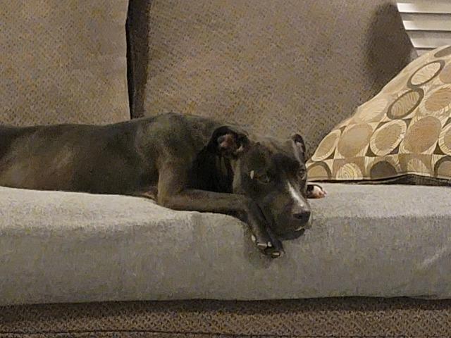 Stormy, a Adoptable Mixed Breed in New Manchester, WV image 2/6