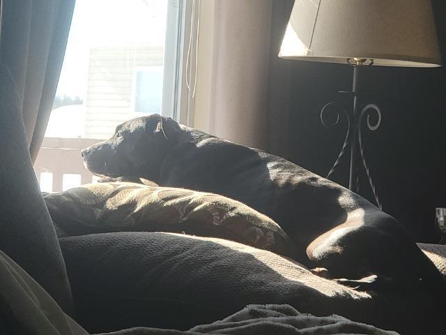 Stormy, a Adoptable Mixed Breed in New Manchester, WV image 3/6