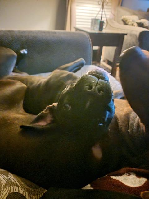 Enlarge Francis (Baby Girl), a Adoptable Mixed Breed in New Manchester, WV image 3/6