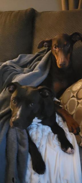 Enlarge Francis (Baby Girl), a Adoptable Mixed Breed in New Manchester, WV image 4/6