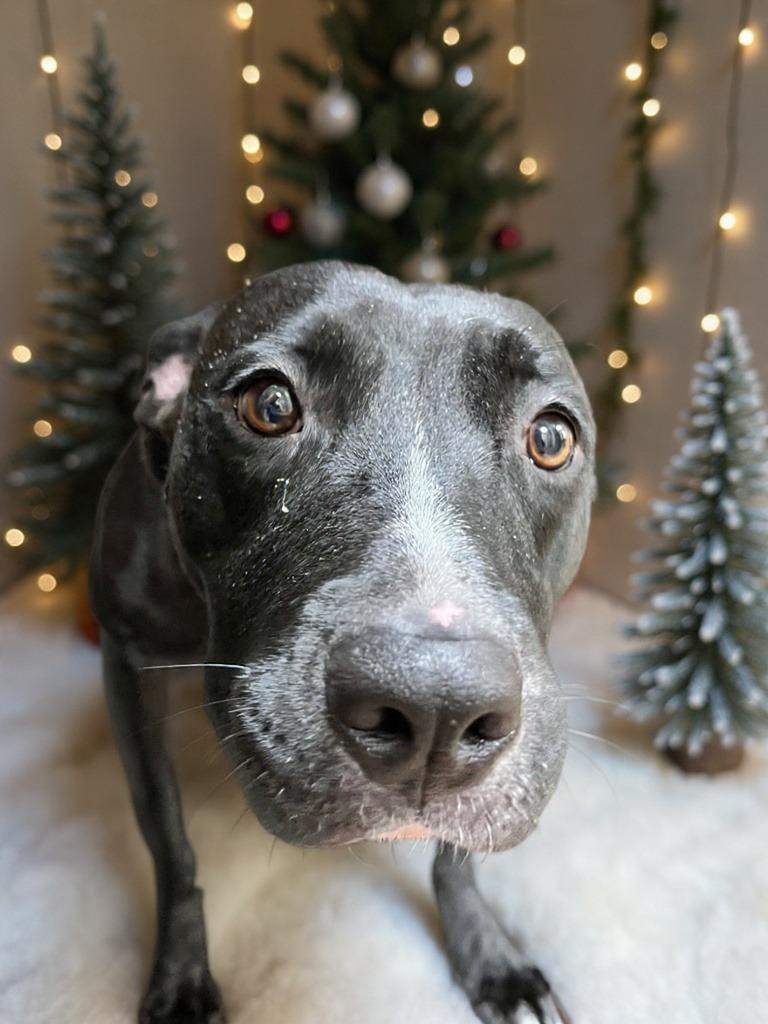 Enlarge Francis (Baby Girl), a Adoptable Mixed Breed in New Manchester, WV image 5/6