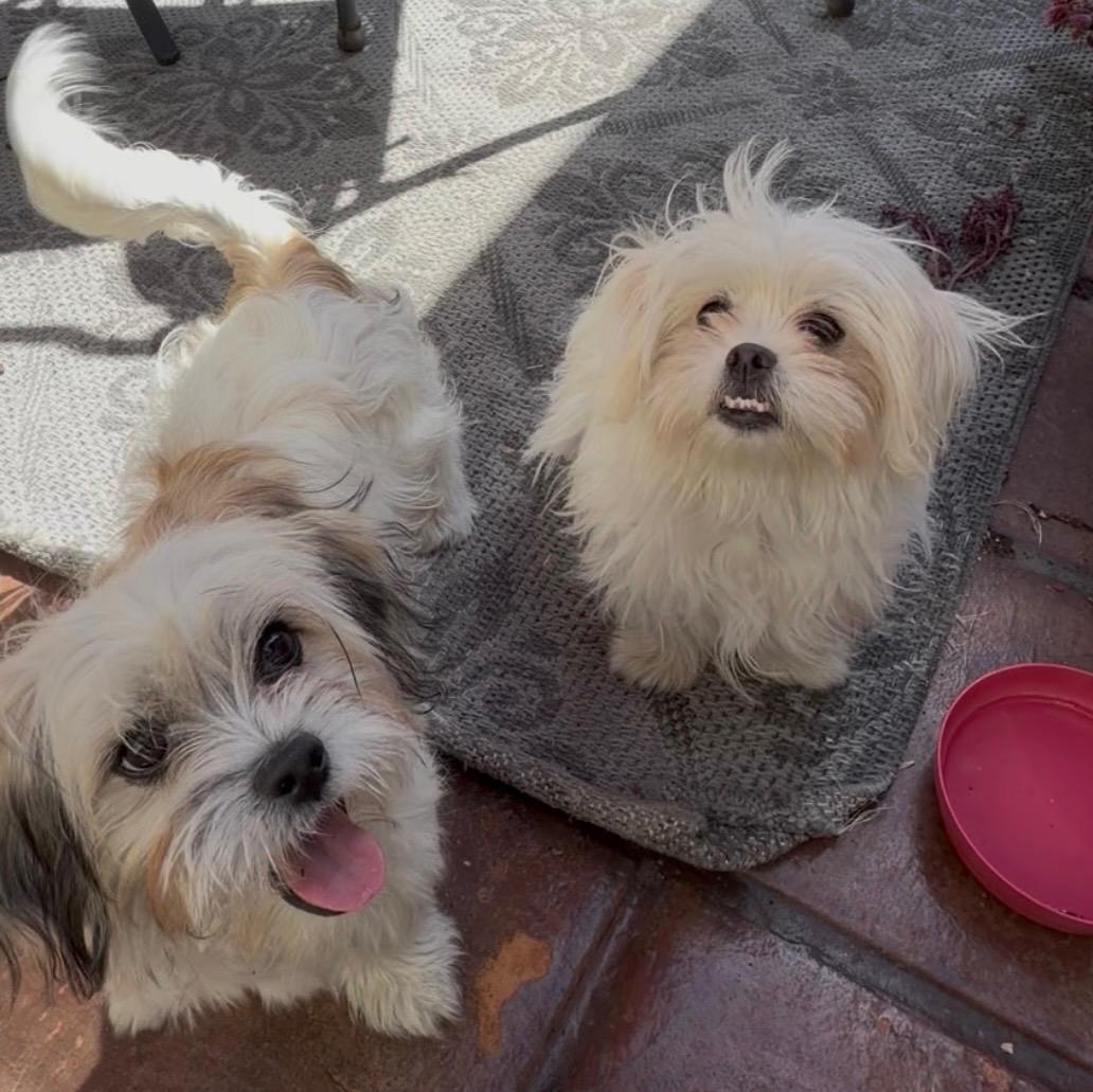 Enlarge Bo, a ADOPTABLE mixed breed in Sherman Oaks, CA image 2/3