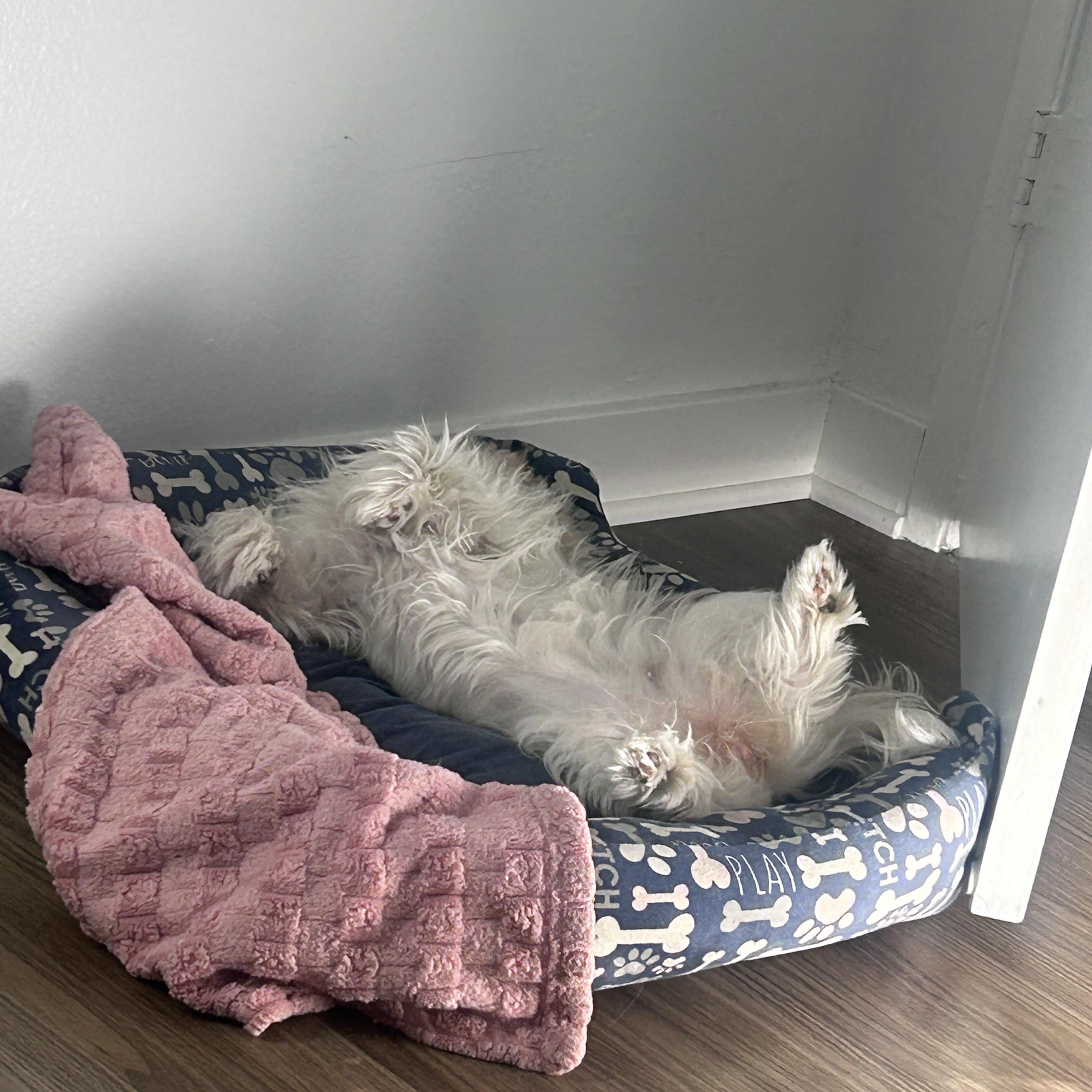 Enlarge Bo, a ADOPTABLE mixed breed in Sherman Oaks, CA image 3/3