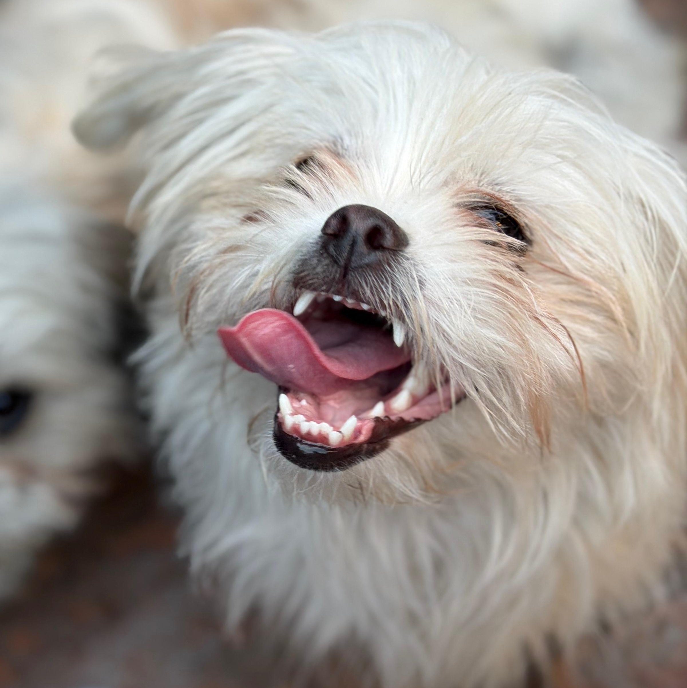 Bo, ADOPTABLE, Puppy Female Maltese & Pekingese.