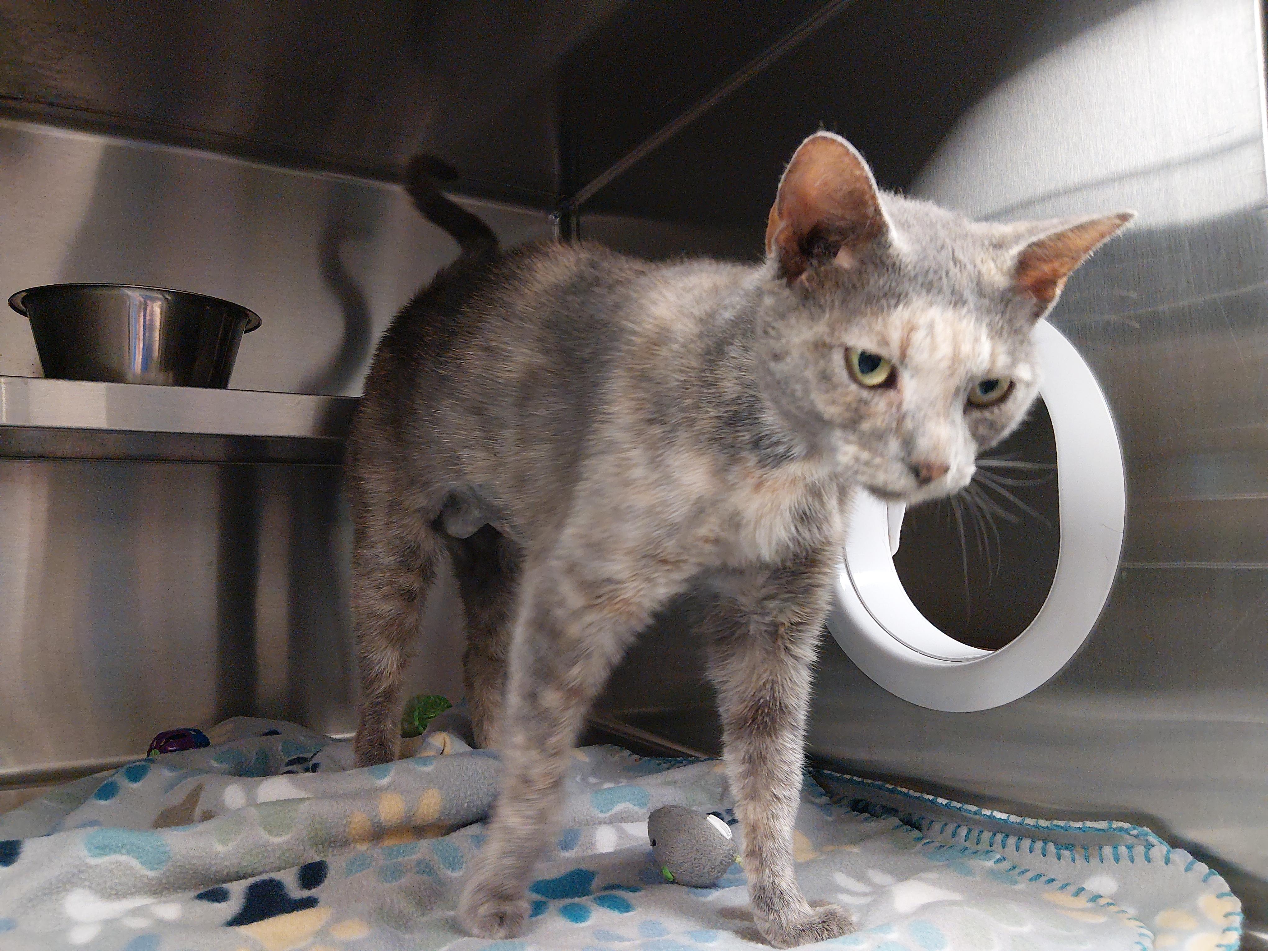 Dolly Parton, adopted, Adult Female Domestic Short Hair.