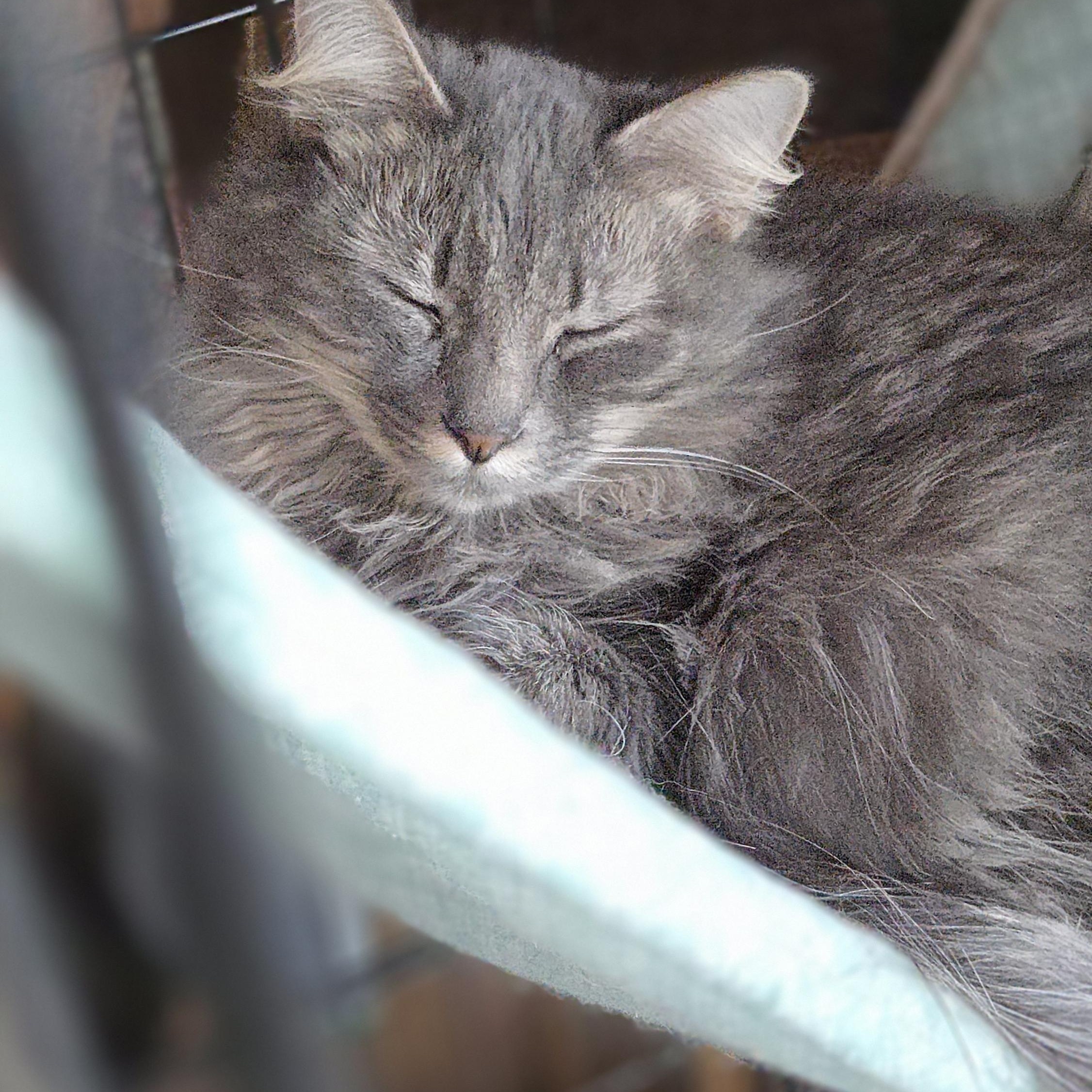 Enlarge CLEMENTINE , a ADOPTABLE mixed breed in Harrison, MI image 2/4