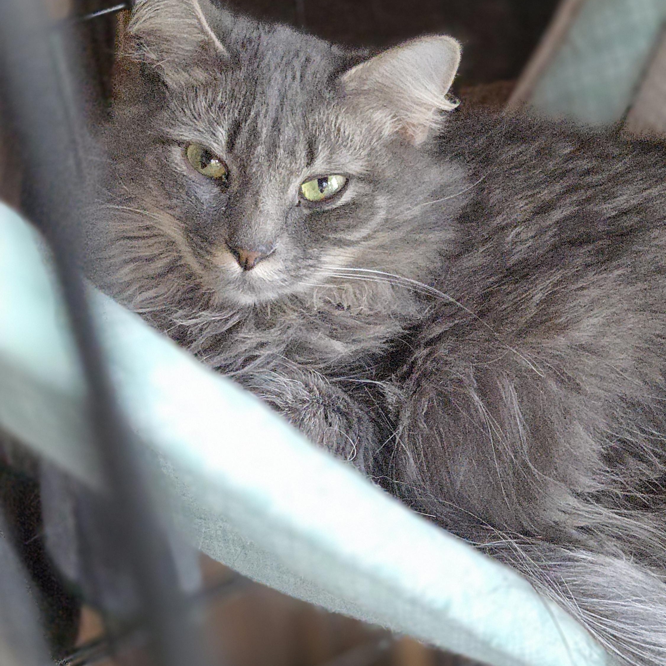 Enlarge CLEMENTINE , a ADOPTABLE mixed breed in Harrison, MI image 1/4