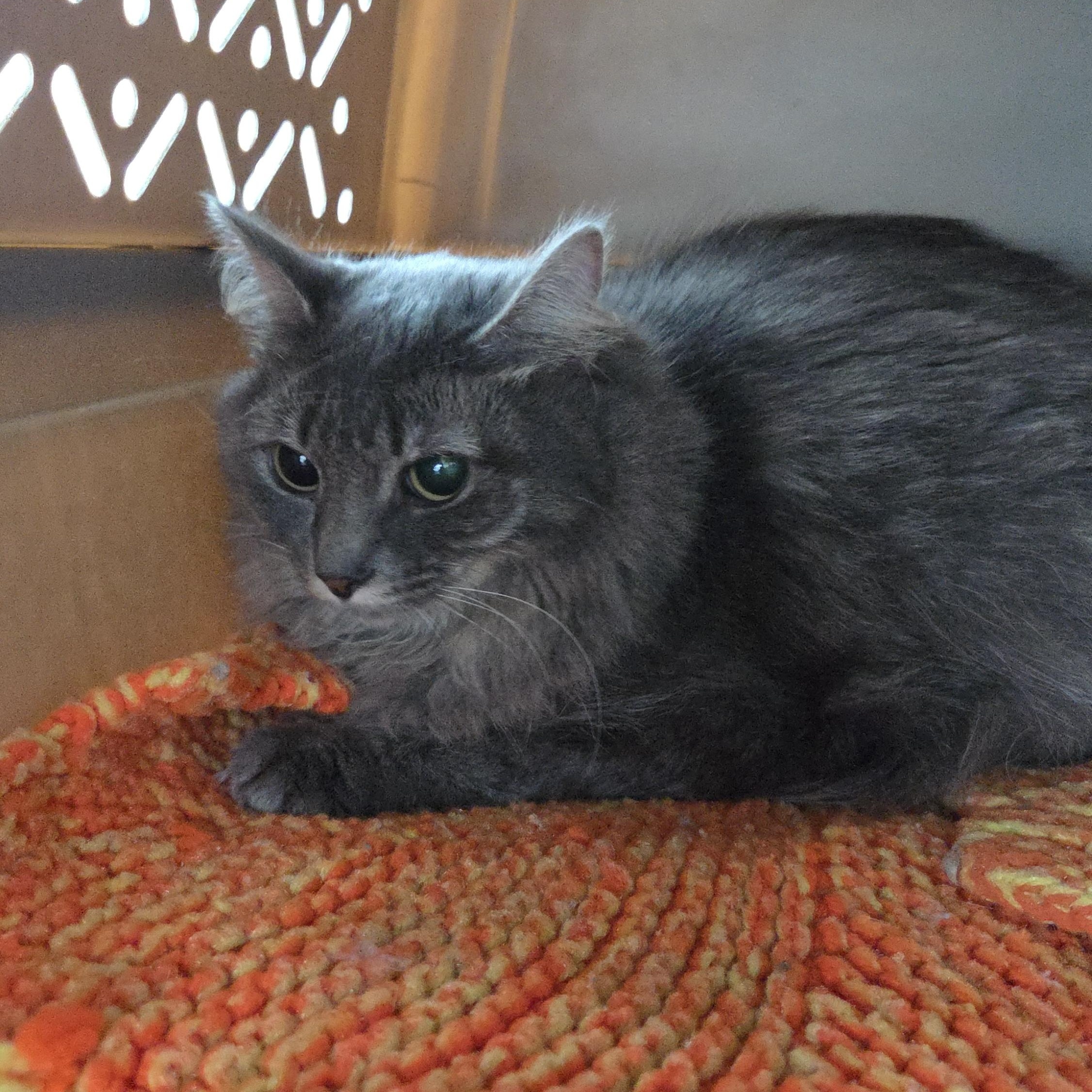 Enlarge CLEMENTINE , a ADOPTABLE mixed breed in Harrison, MI image 3/4