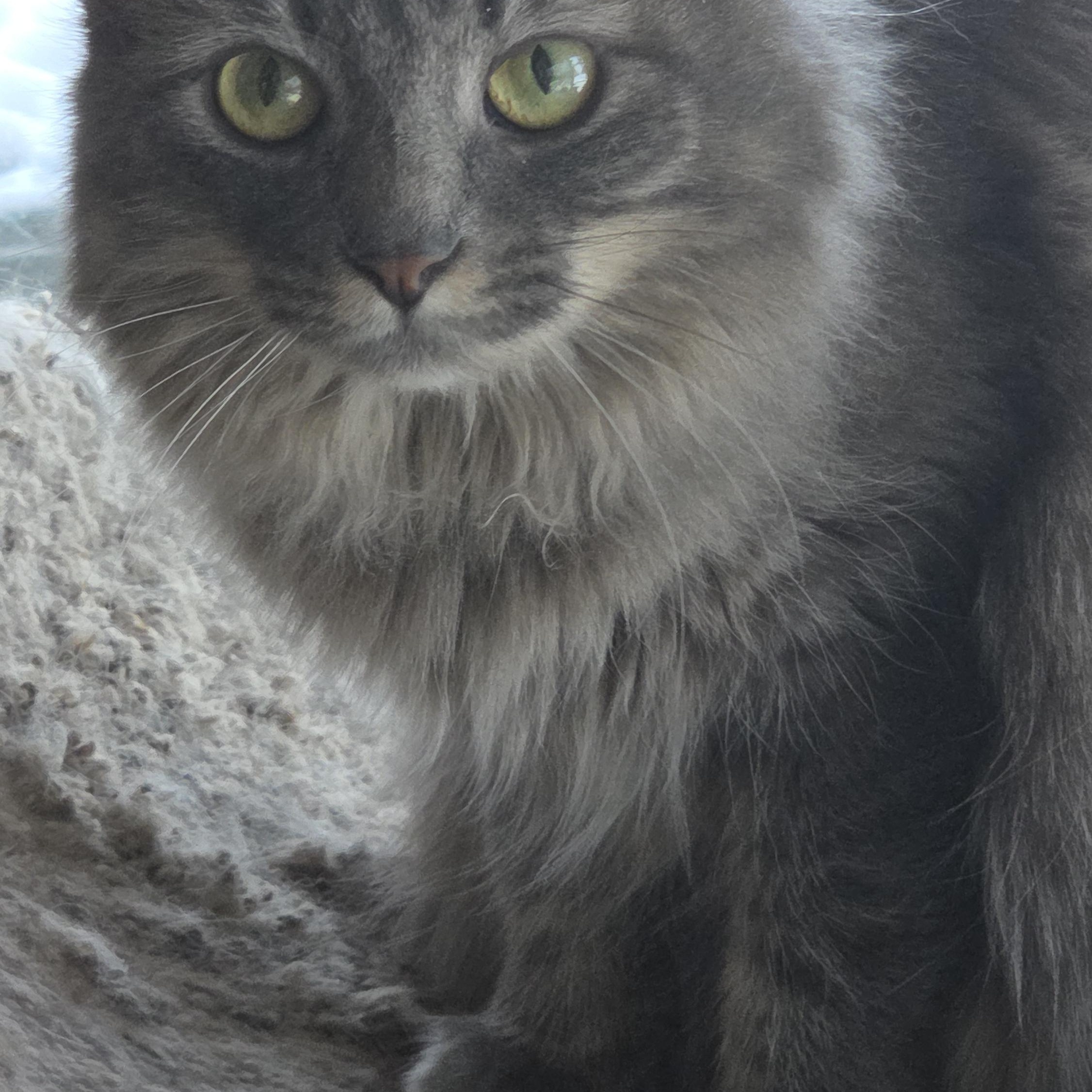 Clementine thumbnail 5