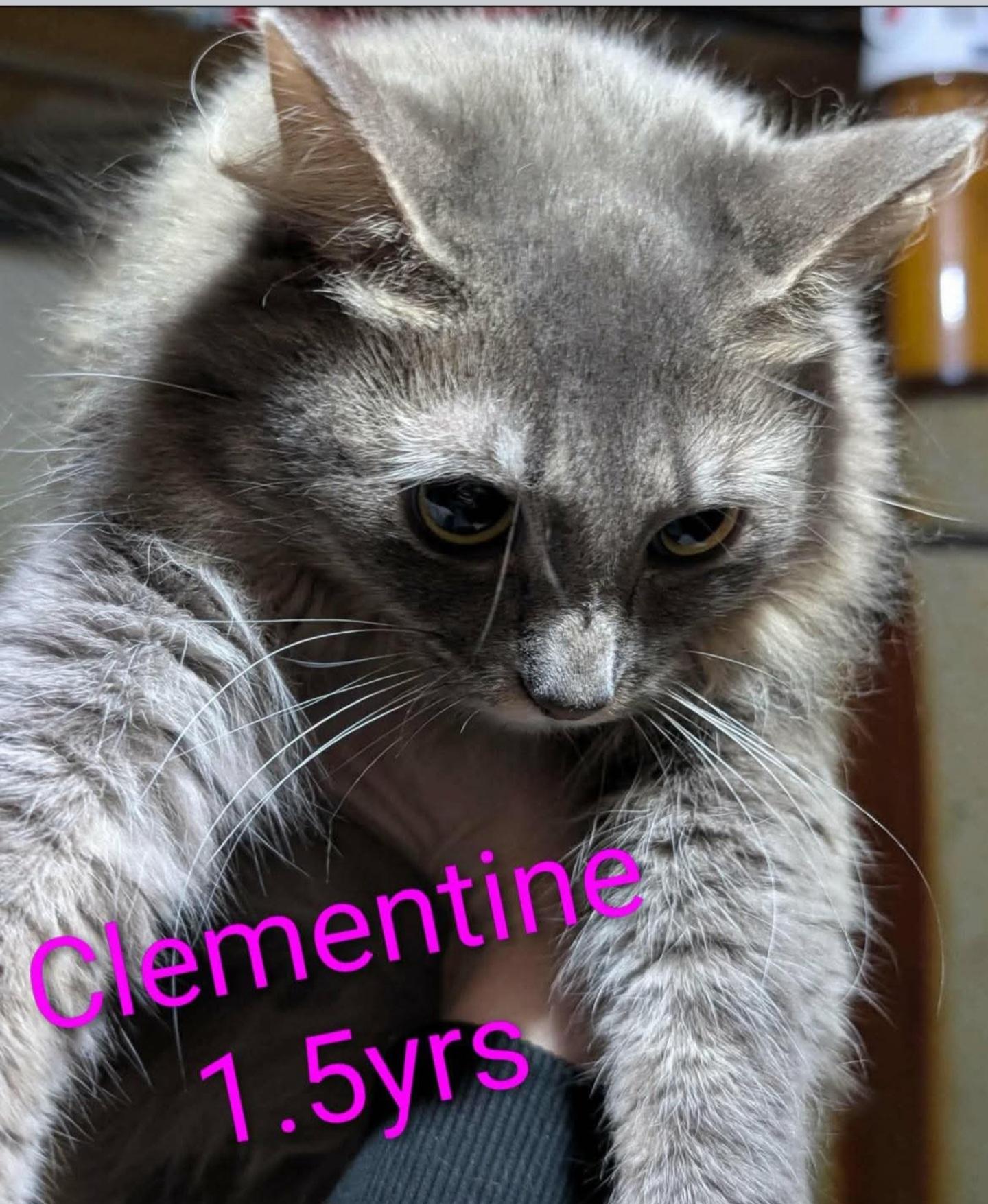 Enlarge CLEMENTINE , a ADOPTABLE mixed breed in Harrison, MI image 4/4