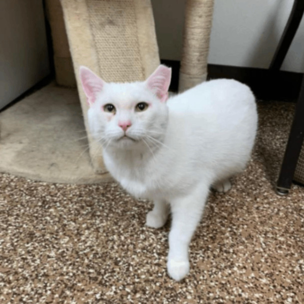 Arrabbiata, Adoptable, Adult Male Domestic Short Hair.