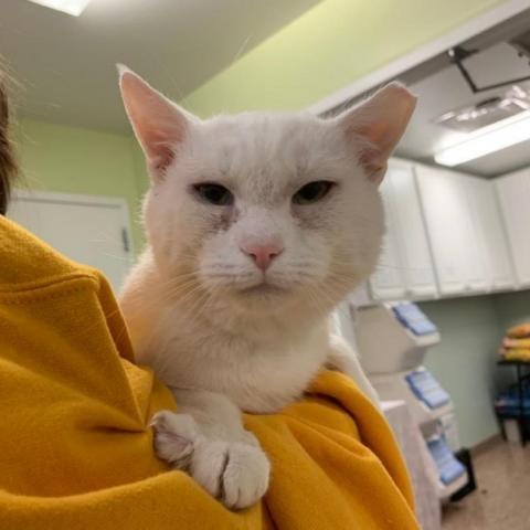 Arrabbiata, a Adoptable Domestic Short Hair in Lyndhurst, VA image 2/7