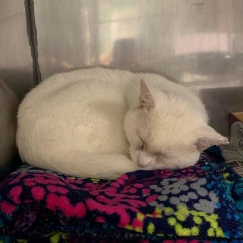 Arrabbiata, a Adoptable Domestic Short Hair in Lyndhurst, VA image 3/7