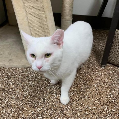 Arrabbiata, a Adoptable Domestic Short Hair in Lyndhurst, VA image 5/7