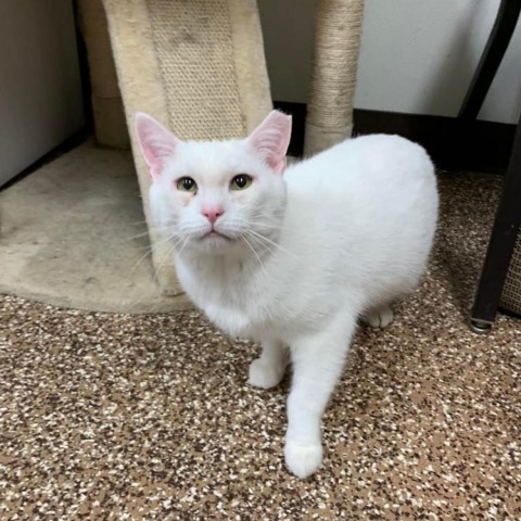 Enlarge Arrabbiata, a Adoptable Domestic Short Hair in Lyndhurst, VA image 7/7