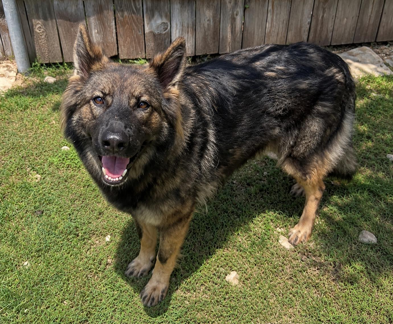 Bella Trixie, a ADOPTABLE mixed breed in Austin, TX image 3/4