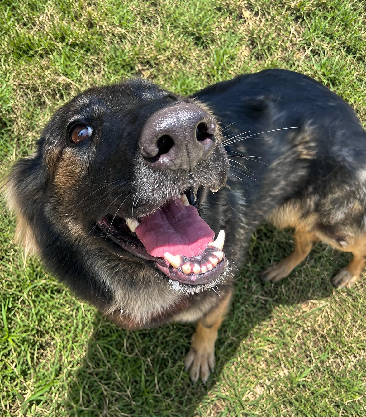 Bella Trixie, a ADOPTABLE mixed breed in Austin, TX image 1/4