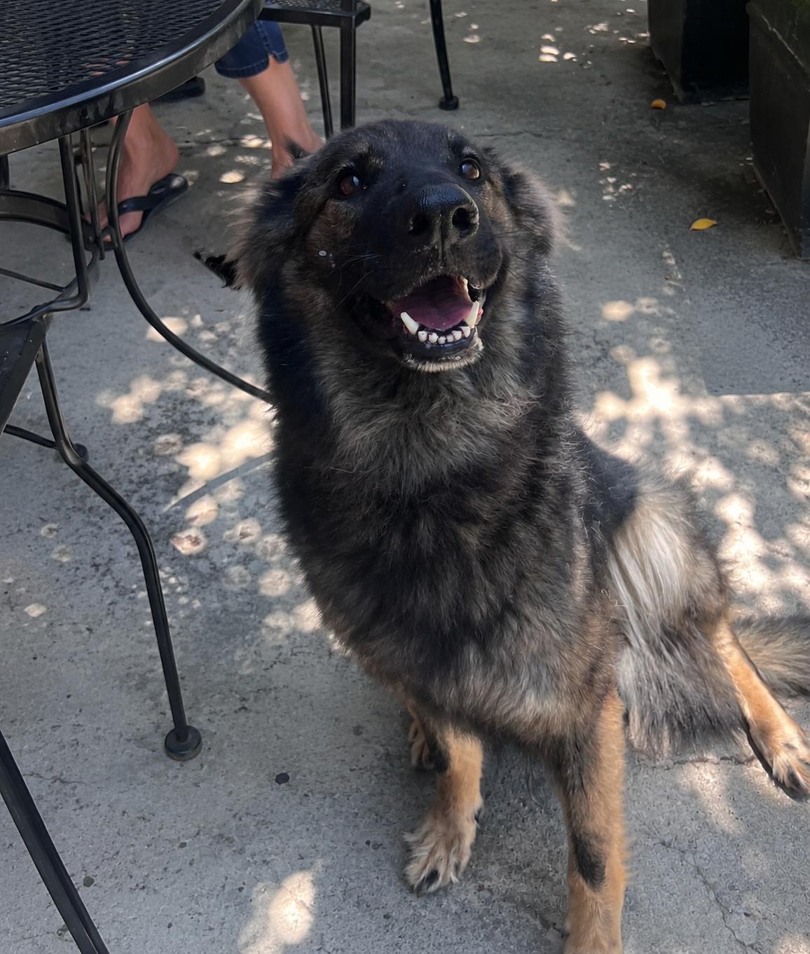 Bella Trixie, a ADOPTABLE mixed breed in Austin, TX image 2/4