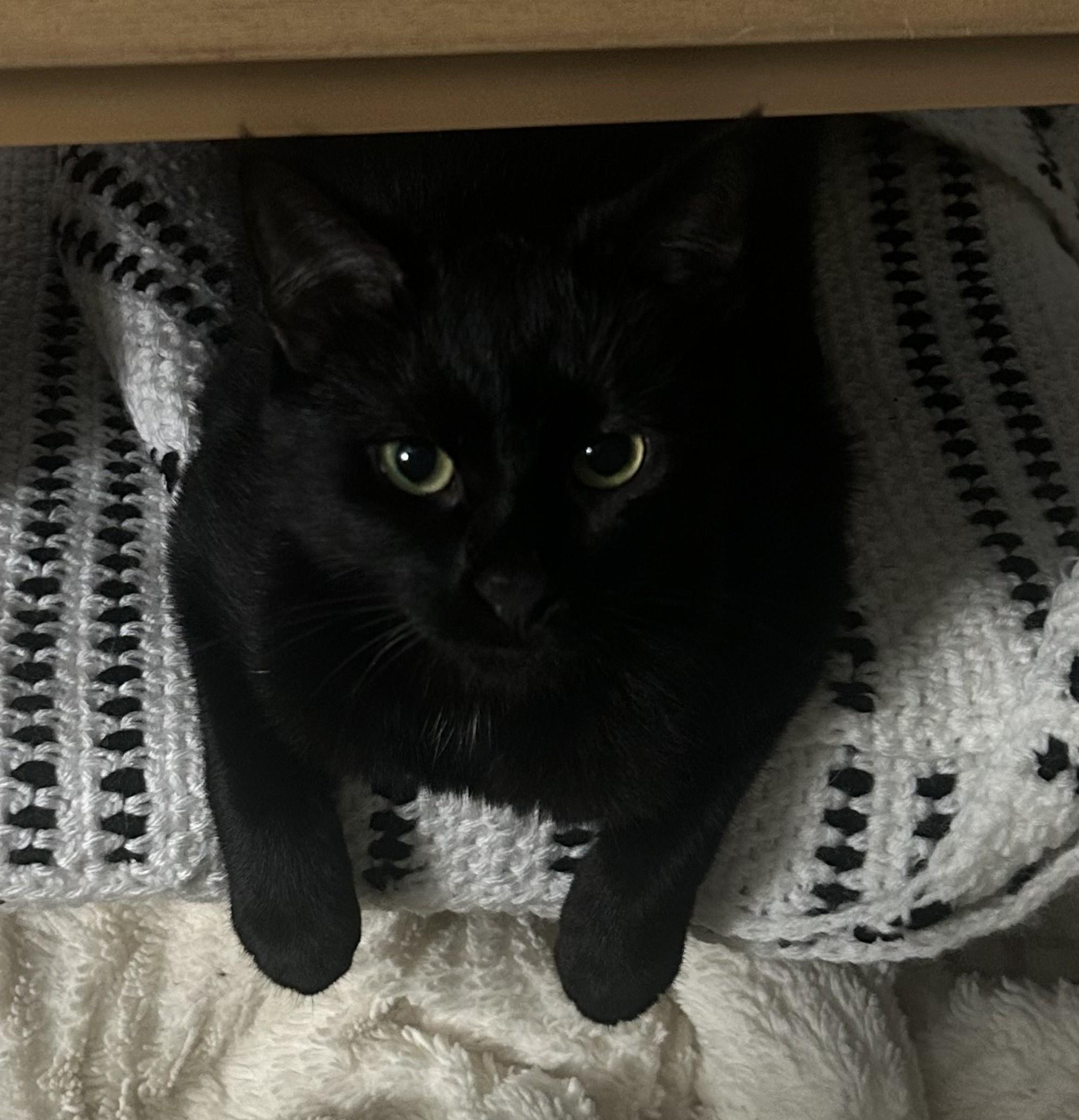 Raven, a Adoptable Domestic Short Hair in Macomb, MI image 1/6