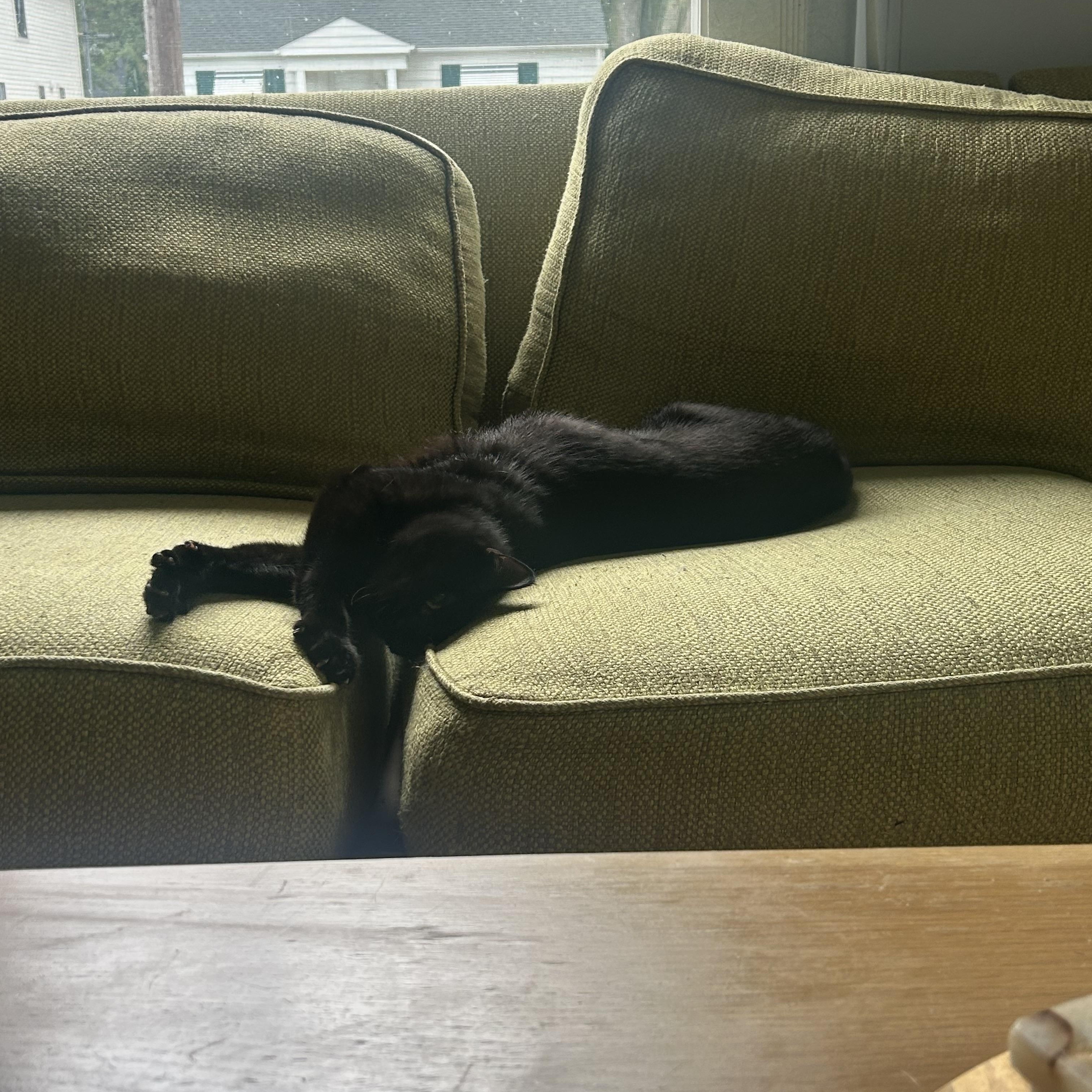 Raven, a Adoptable Domestic Short Hair in Macomb, MI image 3/6