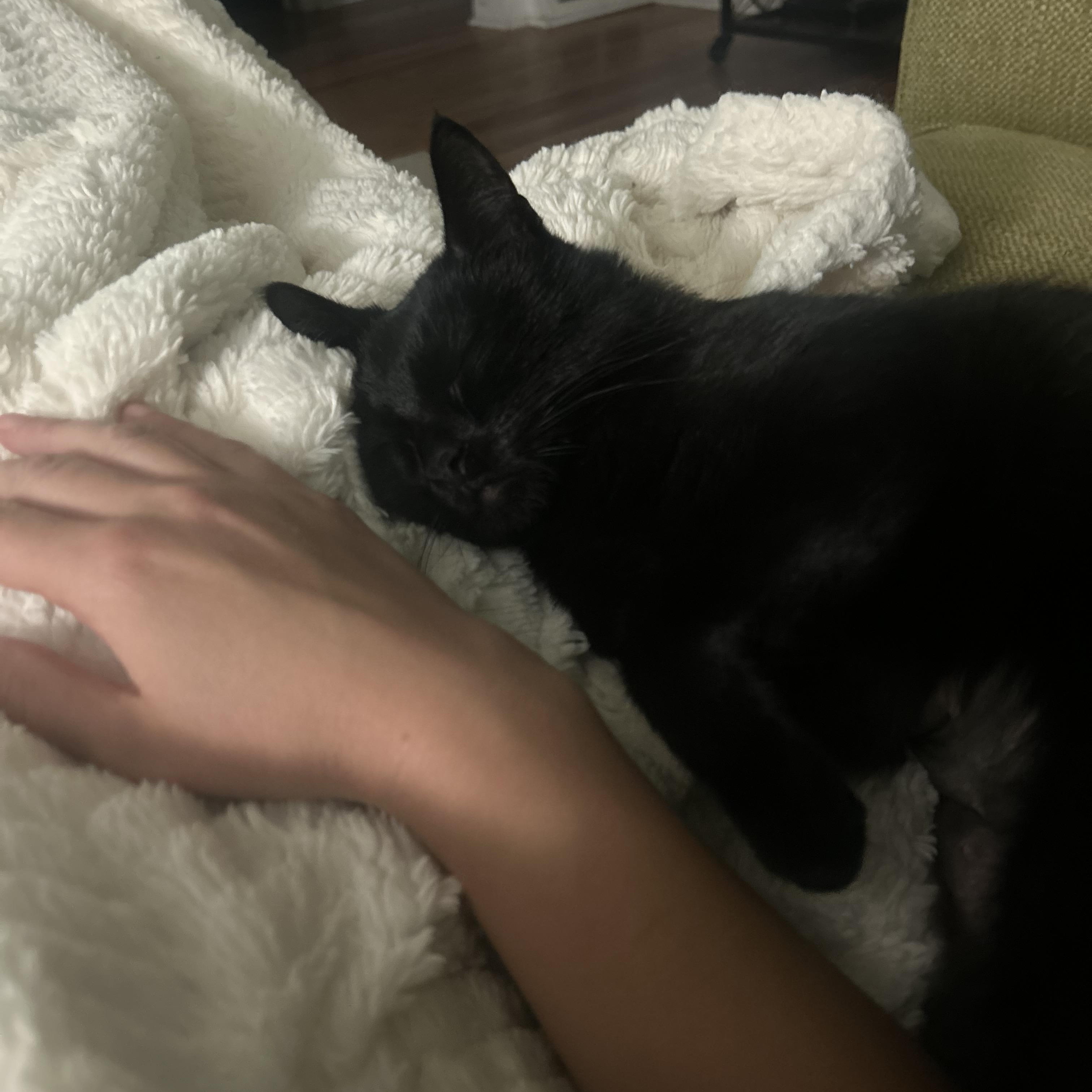 Raven, a Adoptable Domestic Short Hair in Macomb, MI image 4/6